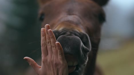 close up woman gives her palm for big brown horse. animal funny tries to lick female hand. animal and human friendship, care and tenderness