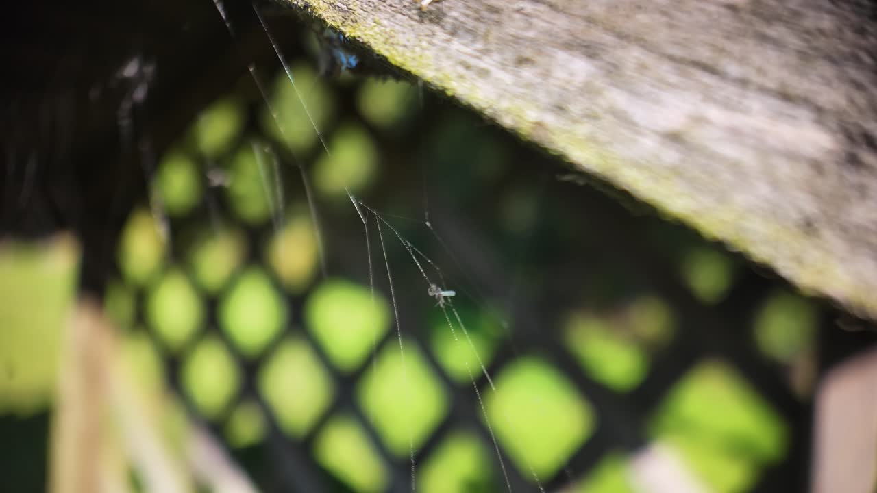 Macro shot of a tiny spider on a delicate web with a soft green garden backdrop