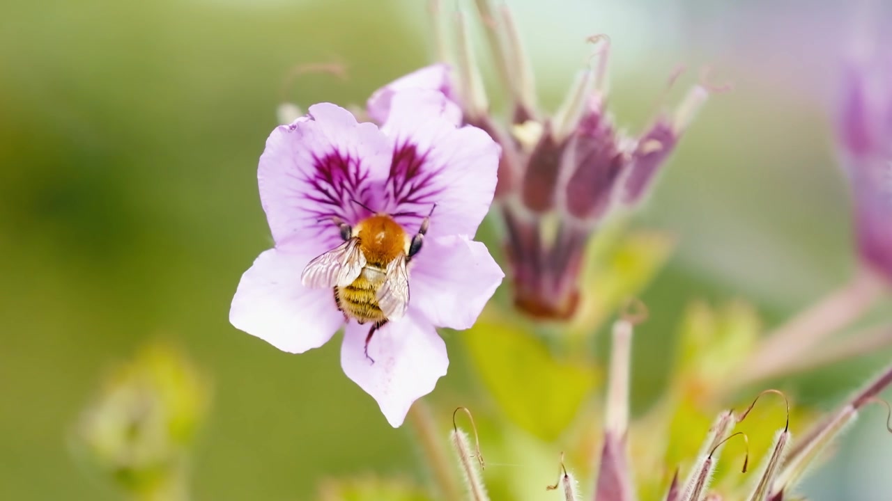 Ekstremt nærbilde i super sakte film av en honningbie som letter fra et delikat lilla kronblad. Mykt naturlig lys og uskarp grønn bakgrunn fremhever insektets vinger og blomsterdetaljer