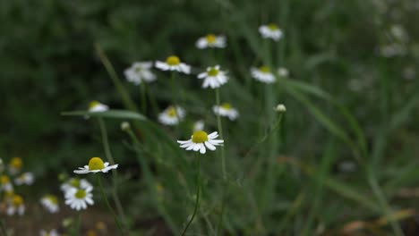 Wild-daisy-flowers-in-a-breeze