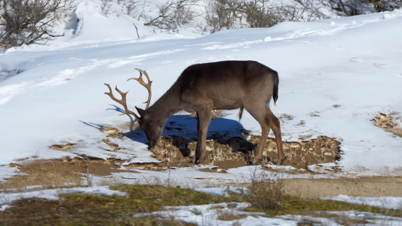 самец лани с зимним мехом смотрит на свою тень на снегу