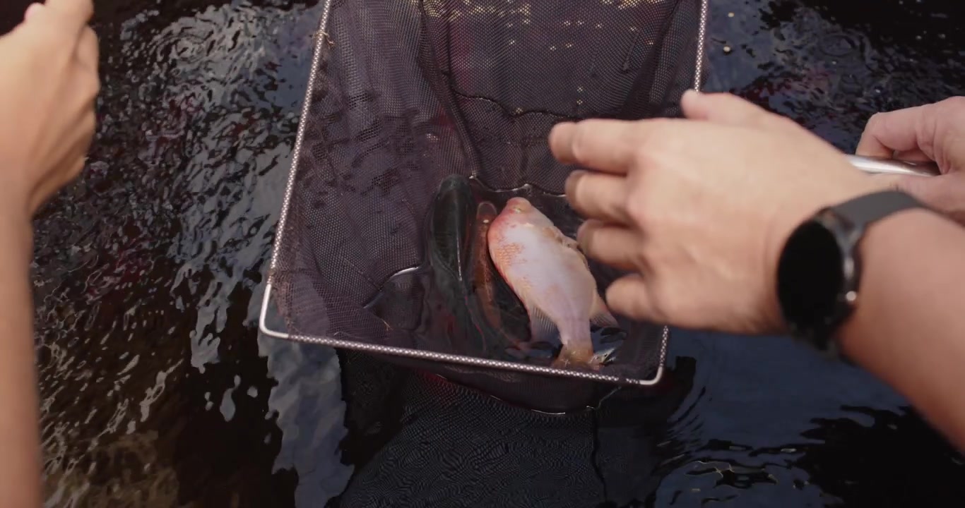 Par justerar nät vid vattenytan, reagerar på fisk som sprattlar och förbereder sig för att lyfta fisken