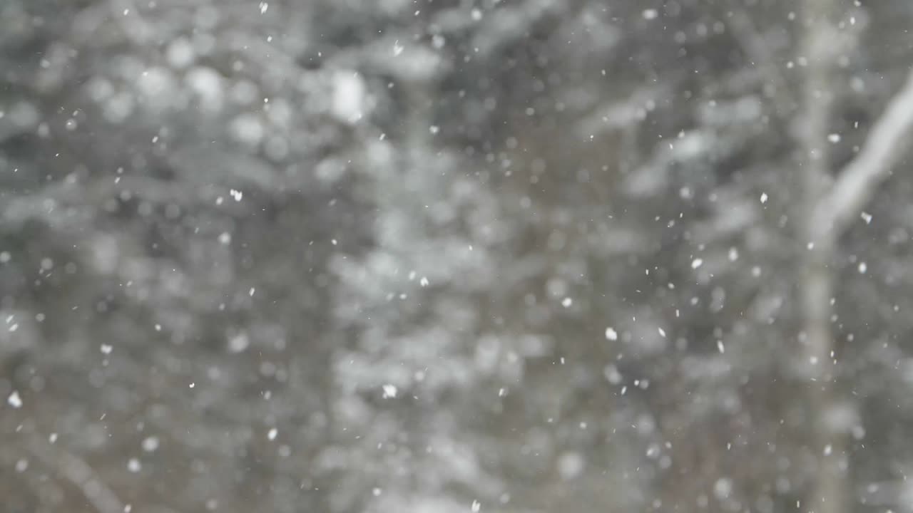 舞い落ちる雪、背景にはケベック州北部の松林。