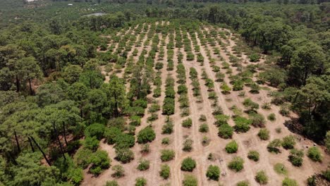 Vista-Aérea-De-Una-Finca-De-Aguacate-En-Michoacán-México