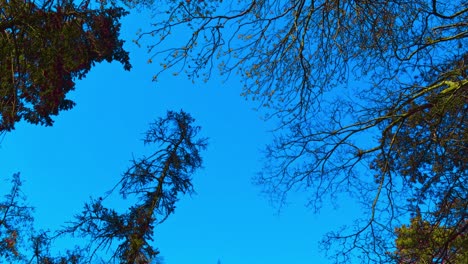 Morning-Blu-sky-evening-sky-trees,-flowers,-branches,-beautiful-greenish-plants-in-Pildammsparken-Malmö-Sweden