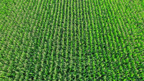 aerial view of plantation green corn field