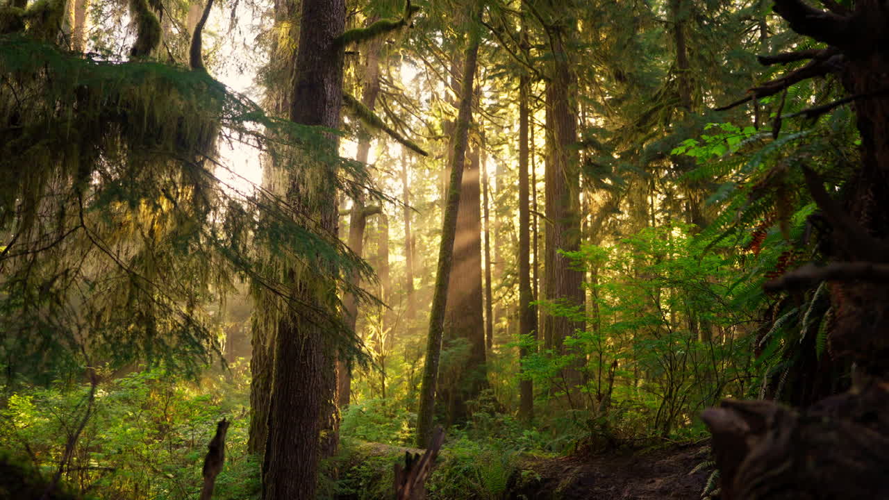 I primi raggi di sole del mattino che filtrano tra gli alberi della foresta nell'Olympic National Park, creando un'atmosfera serena e nebbiosa. Ideale per filmati naturalistici, paesaggistici e sulla natura selvaggia.