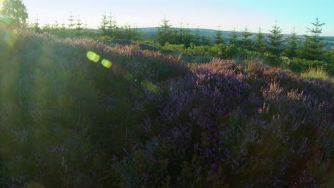 temporada de brezo, parque nacional de north york moors yorkshire verano 2022 - cámara de cine prores 4k clip 8