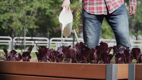 trabajador regando lechuga roja con una regadera