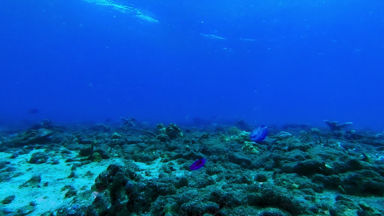 medusas y peces exóticos nadando en el agua azul sobre los arrecifes de coral del fondo del océano