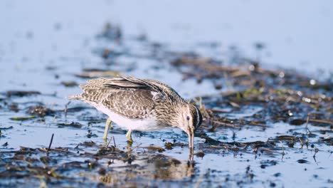 春の移動中にミミズを食べる一般的なシギのクローズアップが浸水した草原の湿地