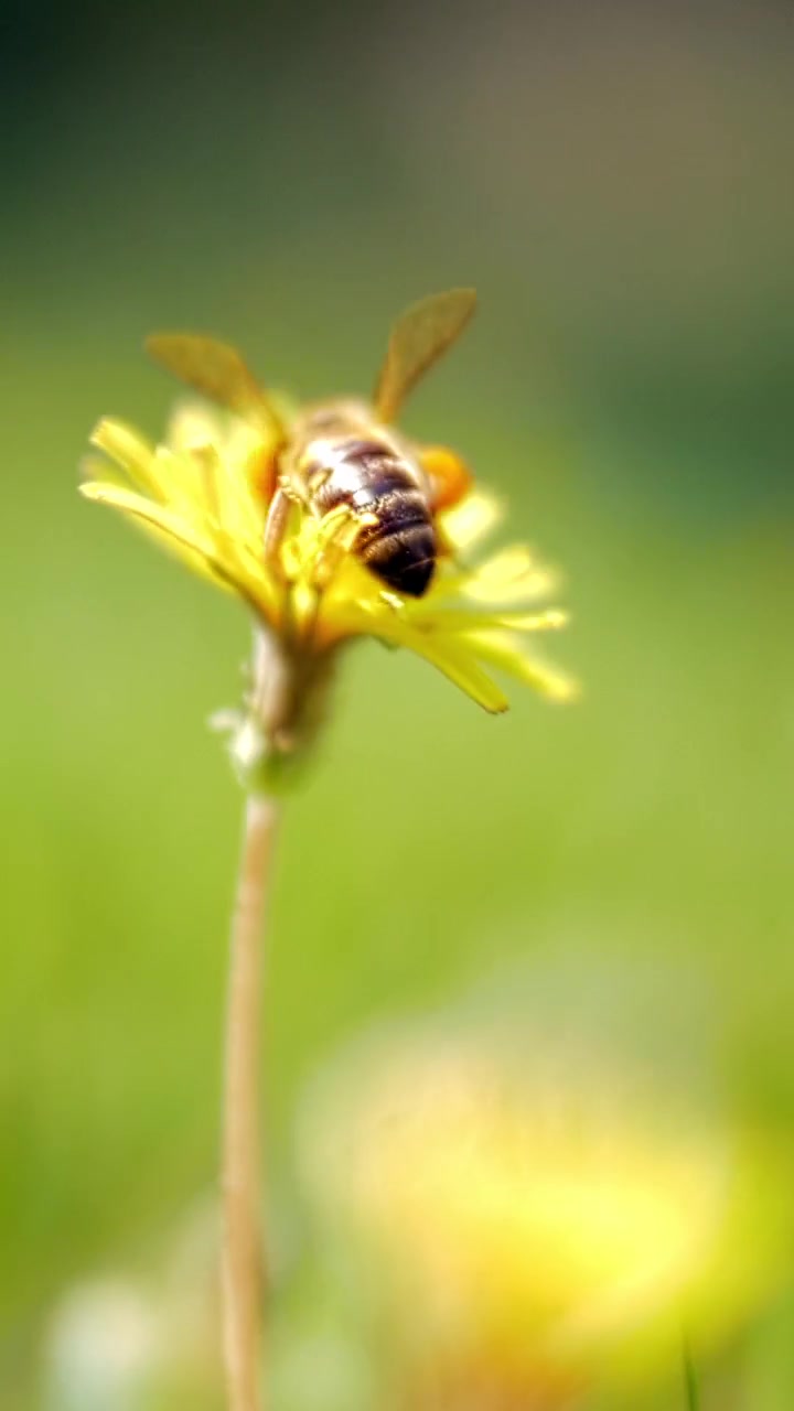 Honey bee gathering blossom dust on dandelion