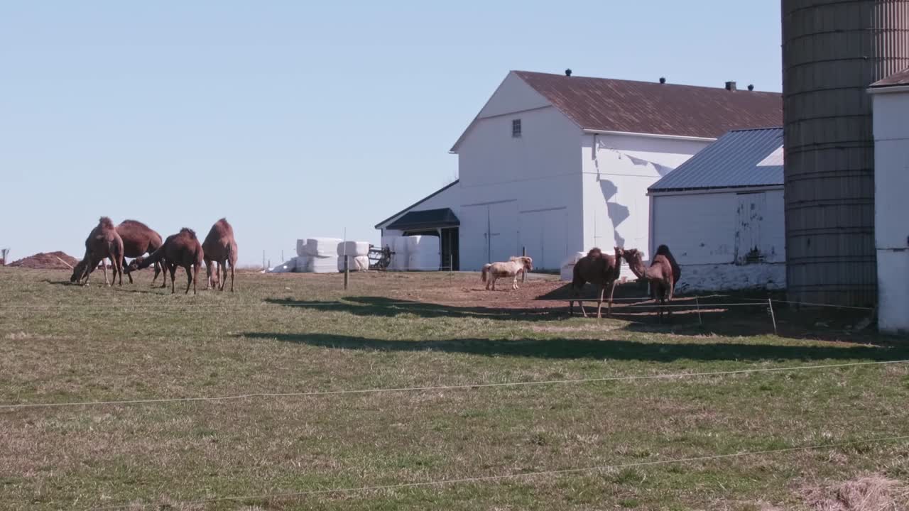 Herd of Camels Grazing on an Amish Farm in Pennsylvania with a Miniature Pony on a Sunny Spring Day