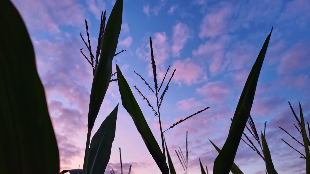 Ears of wheat gently sway in the wind at sunset with beautiful colorful sky in background. Close-up with low-angle