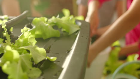 group of people planting lettuce in a hydroponic system