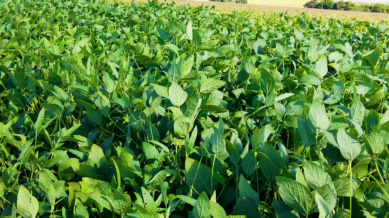 detalles de las hojas moviéndose a cámara lenta en la plantación de soja.