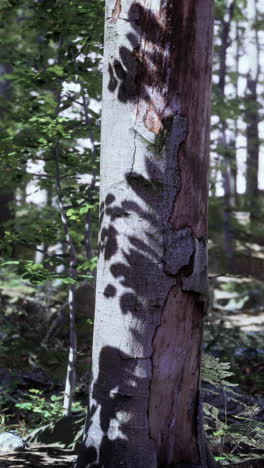 Close-up of a tree trunk in a forest with dappled sunlight