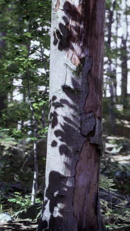 close-up of a tree trunk in a forest with dappled sunlight