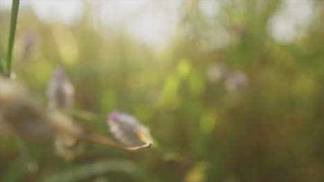 a close up shot tracking in on a beautiful wild thistle plant flowering in a grass field