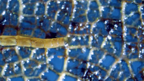 midge larva under microscope moving on dead leaf skeleton