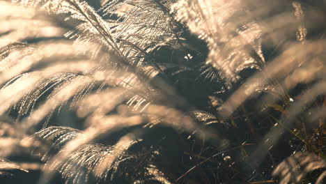 shimmering pampas grass in golden light