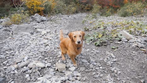 a young cute golden retriever dog looks at the camera before chasing a rock down a steep gravel slope