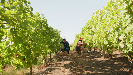 caucasian couple harvesting grapes in a vineyard