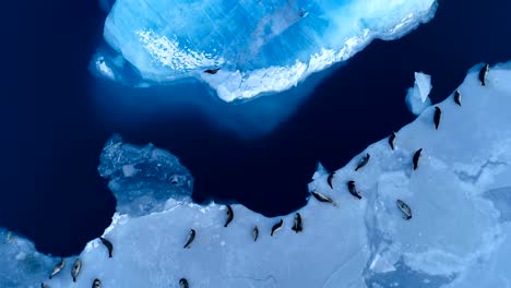 panoramic aerial view over seals on white ice floe in iceland. seals are next to the blue sea. there is seals swimming in the sea.