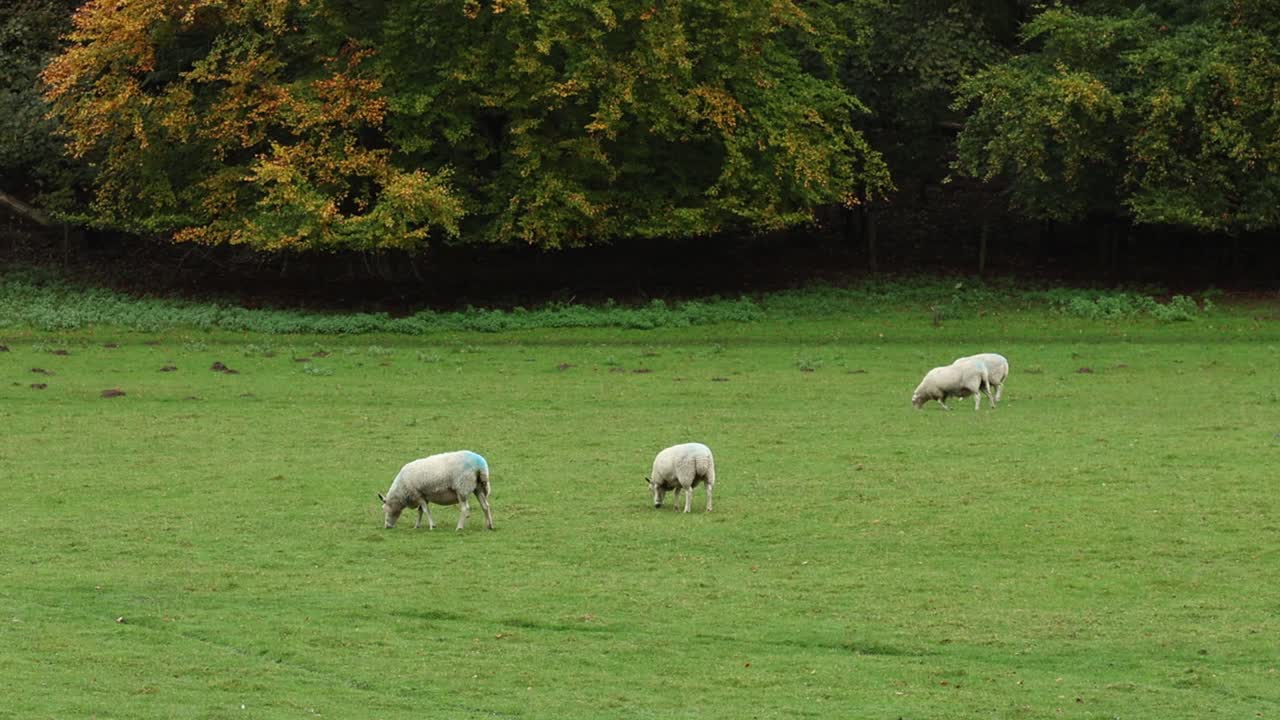Sheep grazing in afield. Staffordshire. England. UK. Autumn