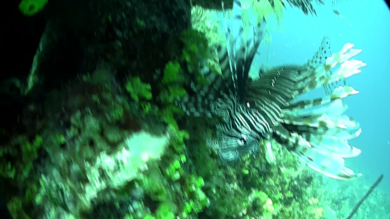 un pez león mortal flota en un paisaje marino submarino verde 1