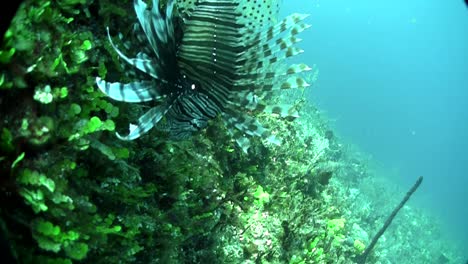 a deadly lionfish floats in a green underwater seascape 1