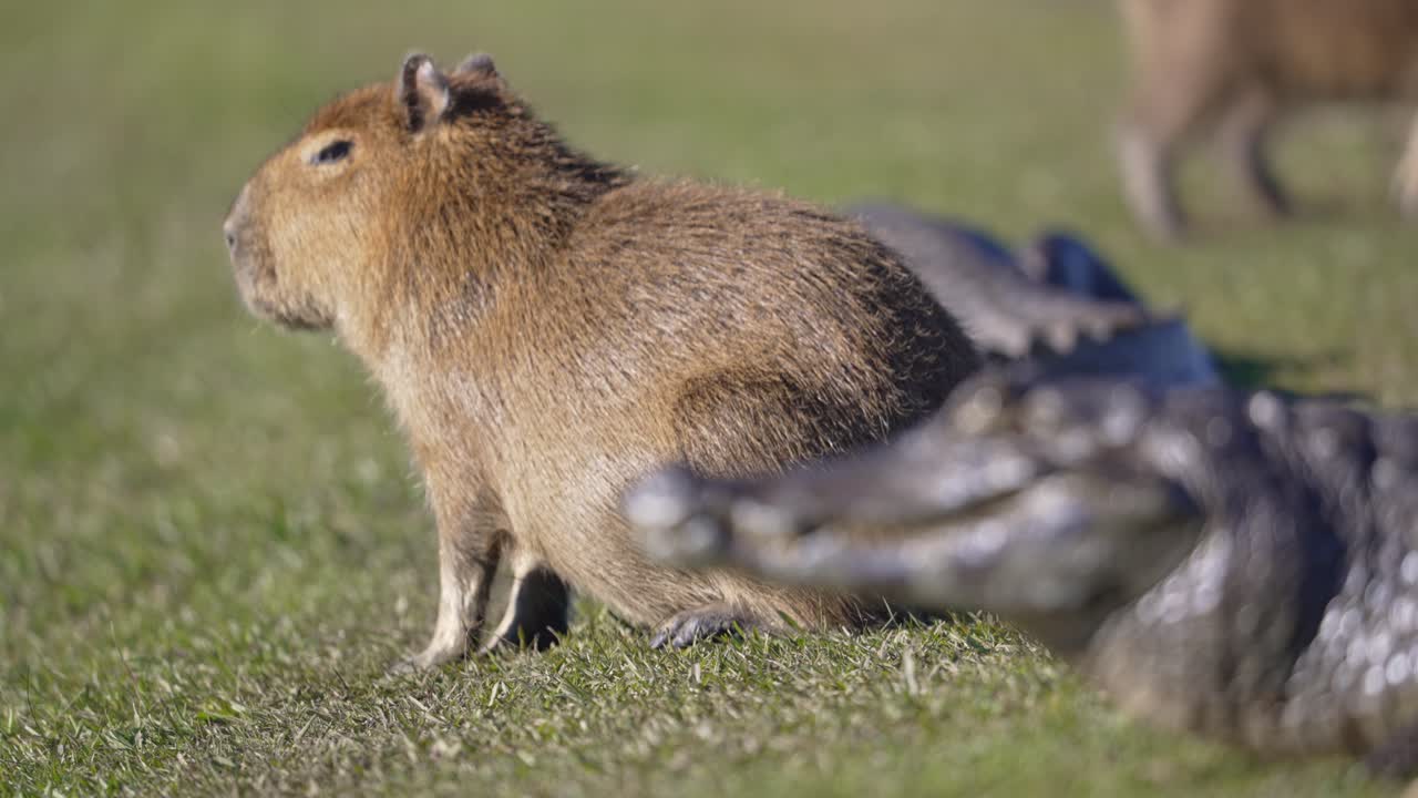 Side view of caiman and capybara on grassland. Focus shifts from reptile to rodent, Ibera National Park, Corrientes, Argentina