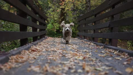 adorable fluffy puppy dog running in slow motion on bridge with autumnal fall colored leaves