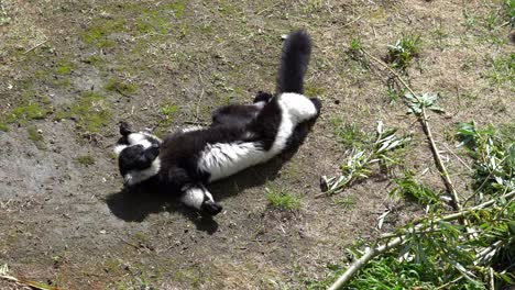 Black-and-white-ruffed-lemur-lying-on-back-in-midday-sun-and-resting---High-angle-view