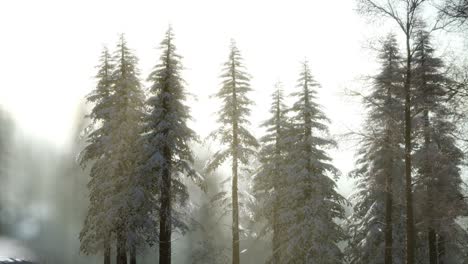 splendid christmas scene in the mountain forest. colorful winter sunrise