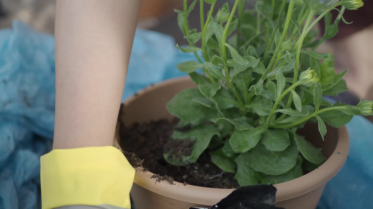 la plantación de flores en macetas