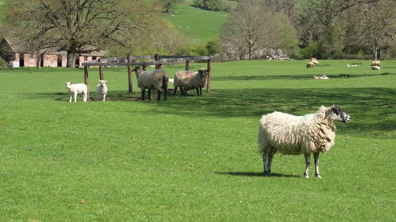 Flock of sheep and lambs graze on lush green pasture in bright sunlight, peaceful spring countryside scene, trees and rustic farm buildings in view.