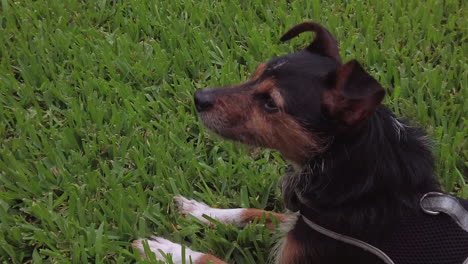 slow-motion-dog-smelling-in-grass