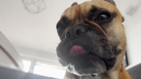 bulldog francés abre la boca amplia - vista de cerca - de los dientes y la lengua