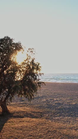 a tranquil sunset view over a serene beach with a lone tree