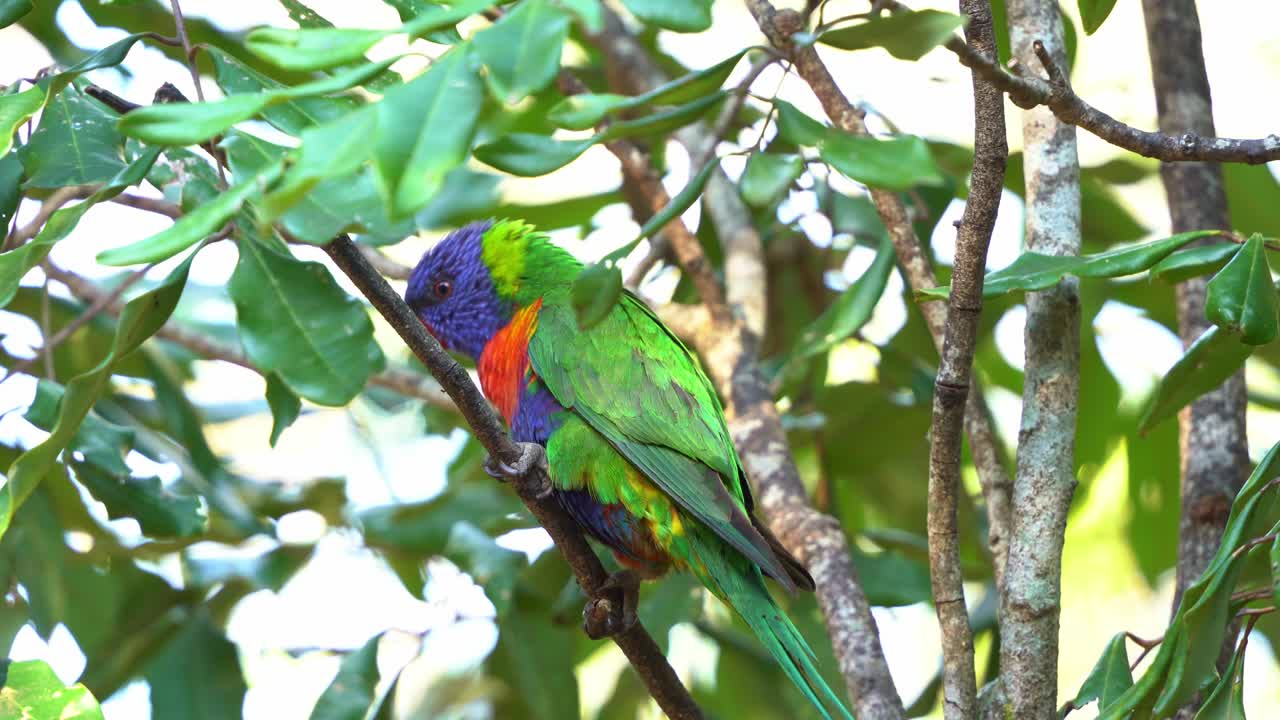 활기찬 털을 가진 무지개 로리케이트 (trichoglossus moluccanus) 는 자연 서식지에서 나무에 앉아서 주변을 호기심으로 둘러보고 있습니다.