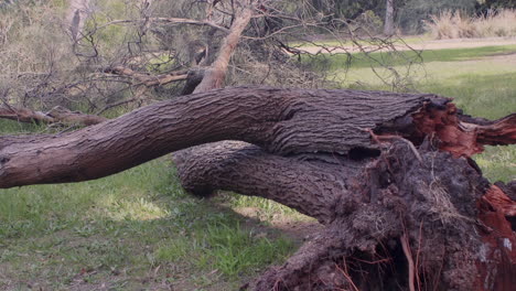 Storm-destruction-caused-by-a-cyclone-hurricane-and-strong-wind