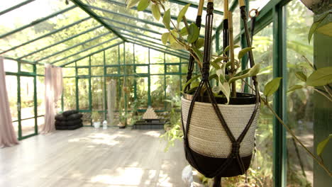 hanging plant in glass house yoga studio with natural light and greenery, copy space