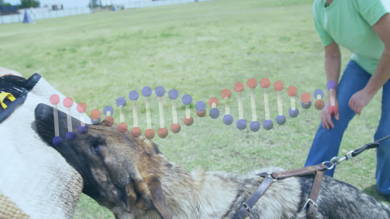 Dog biting training sleeve with DNA strand animation over grassy field