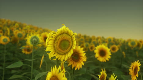 sunset-landscape-at-sunflower-field