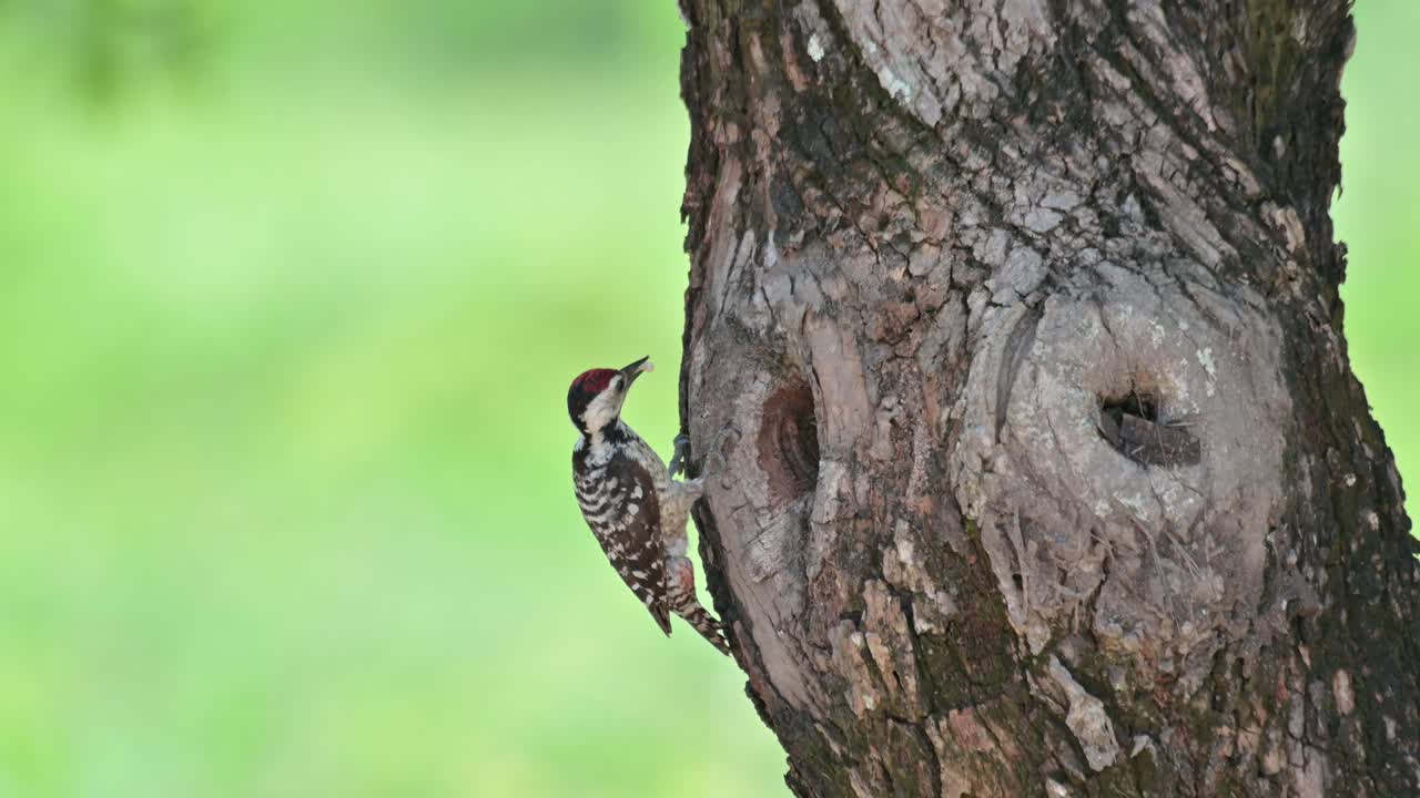 visto en la boca de su nido dando comida a su polluelo luego vuela hacia la derecha, el pájaro carpintero de pecho manchado dendropicos poecilolaemus, tailandia