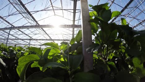 Row-of-green-plants-in-greenhouse-4k