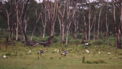 grey crowned cranes in the african savanna