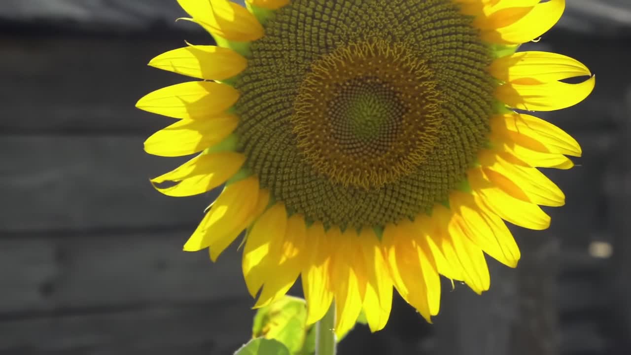 Vibrant Sunflower Blooms Under the Sun in a Garden Setting During the Summer Season