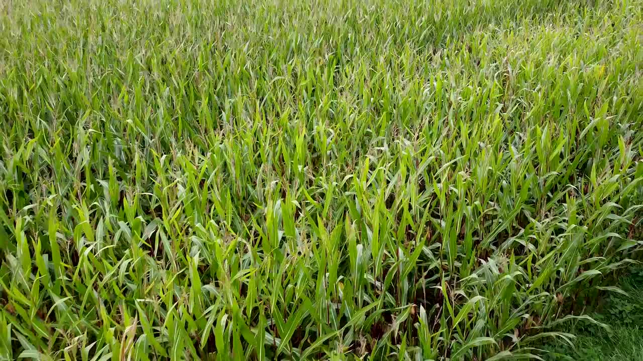 disparo de dron hacia atrás desde un campo de maíz de granjeros